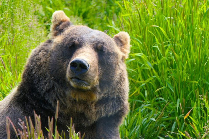 SUMMER-SUNSET Wilderness, Wildlife & Glacier Experience - Photo 1 of 23